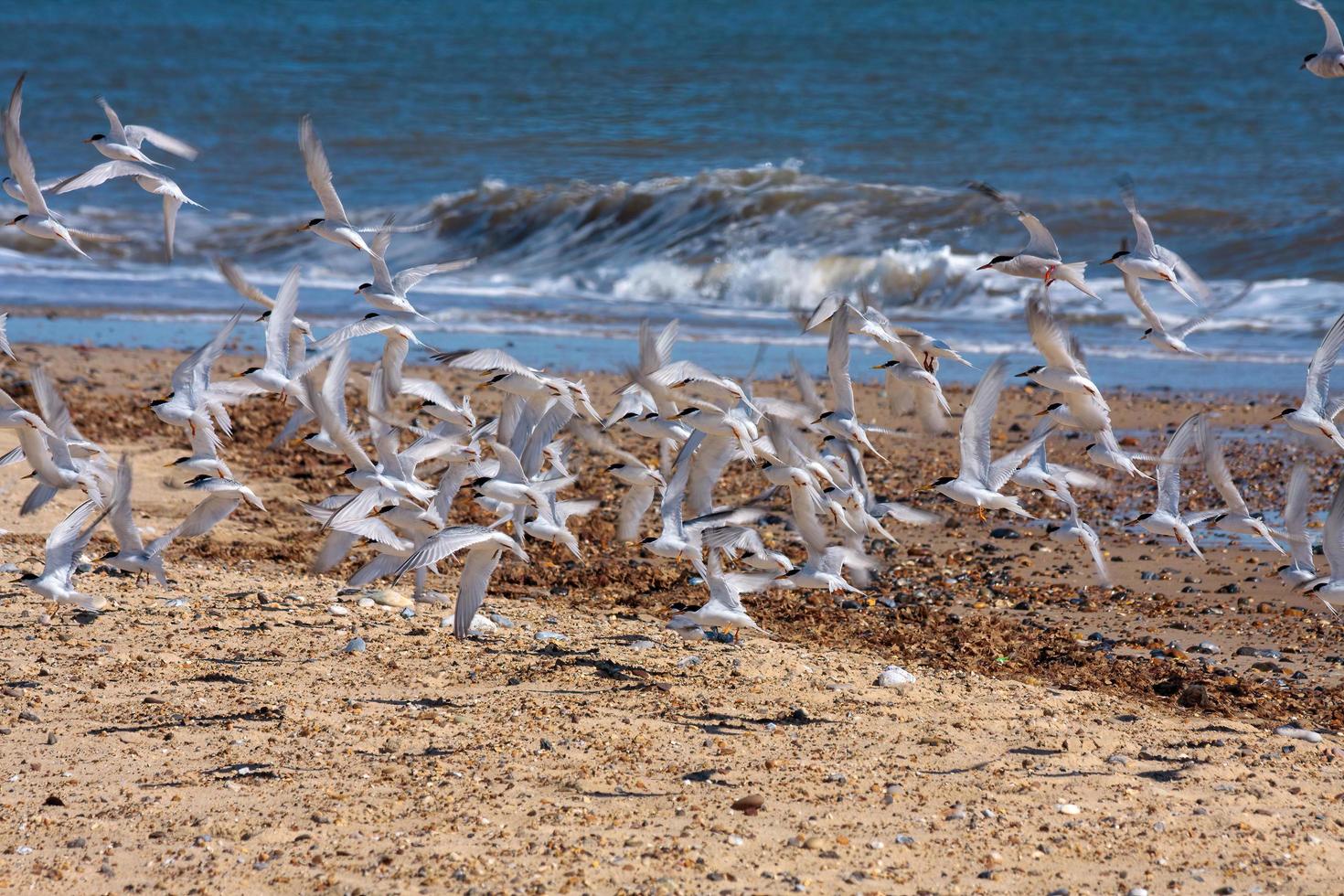 piccole sterne che volano lungo la spiaggia a Winterton-on-Sea foto