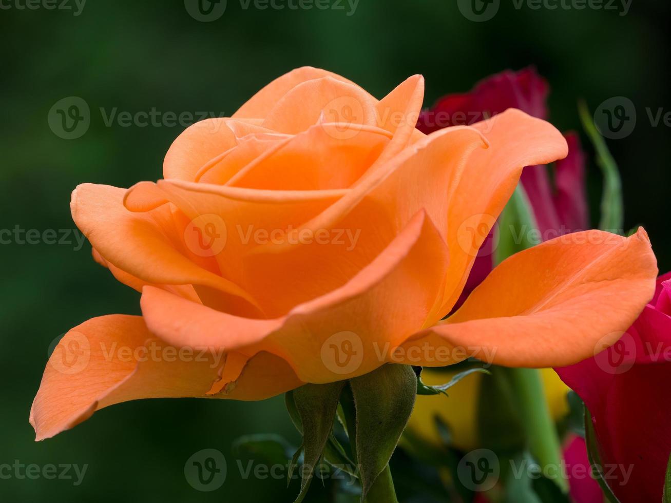 vista ravvicinata di una bella rosa arancione foto