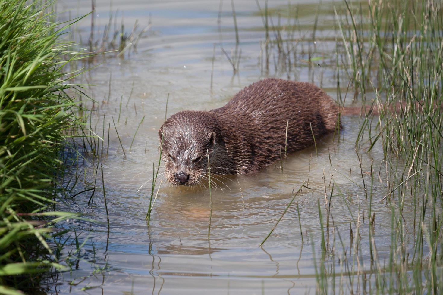 lontra eurasiatica in habitat naturale foto