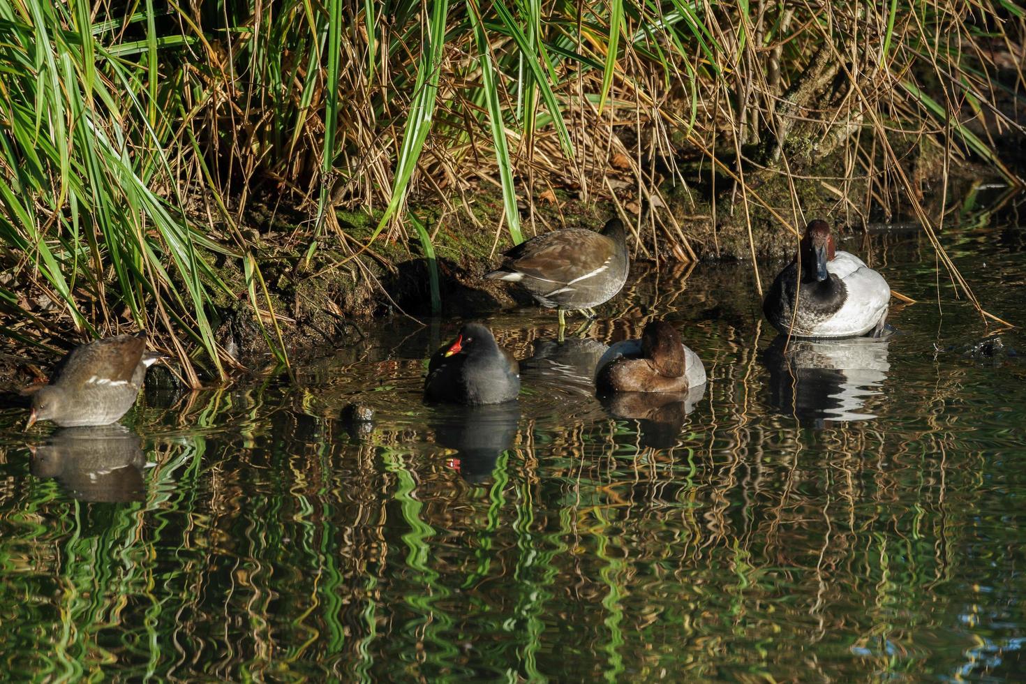 uccelli acquatici assortiti presso il London Wetland Center foto