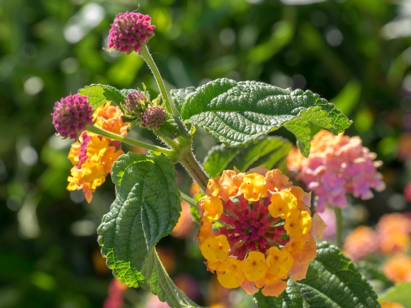 lantana camara arbusto fiorito a marbella in spagna foto