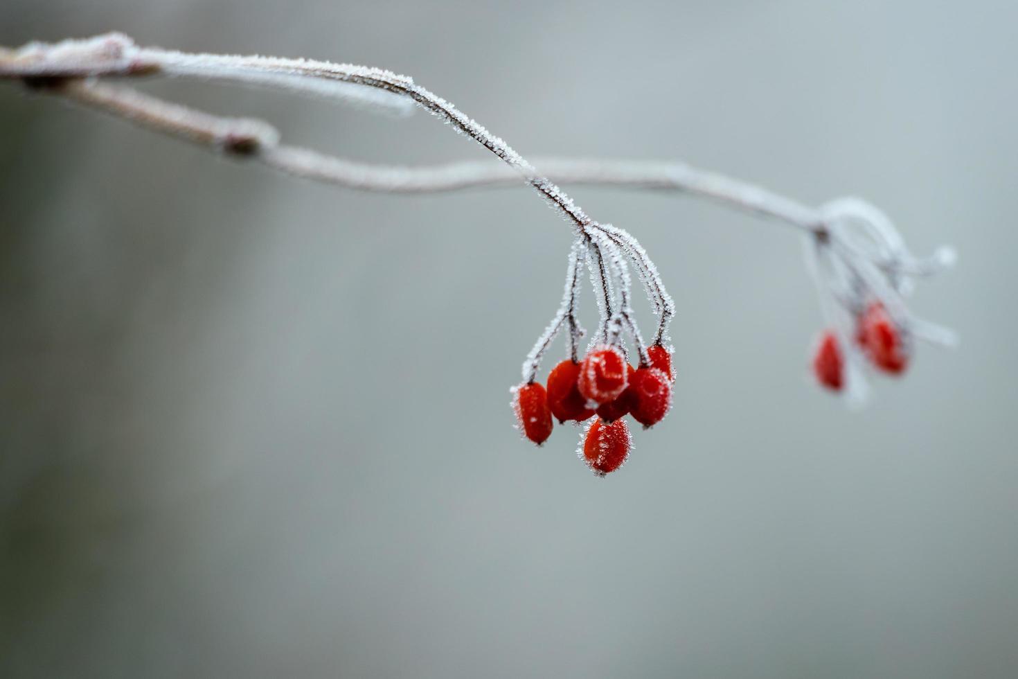 bacche rosse selvatiche ricoperte di brina in una fredda giornata invernale foto