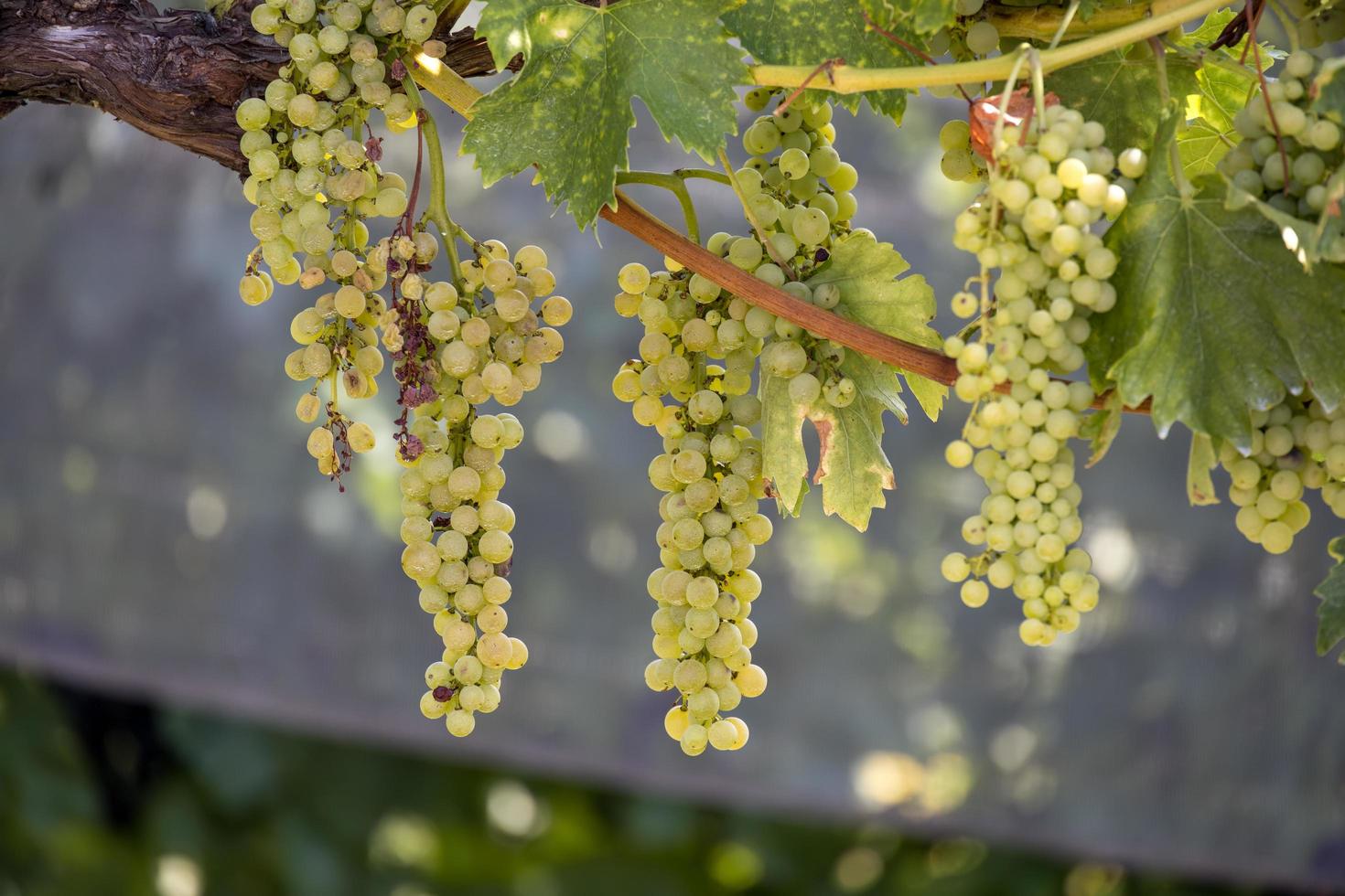 grappoli d'uva che maturano al sole in italia foto