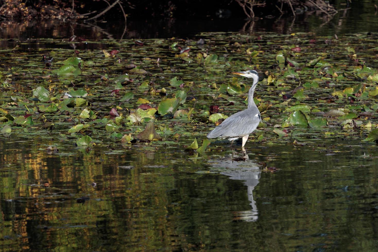 airone cenerino che guada un lago in cerca di pesci tra le ninfee foto