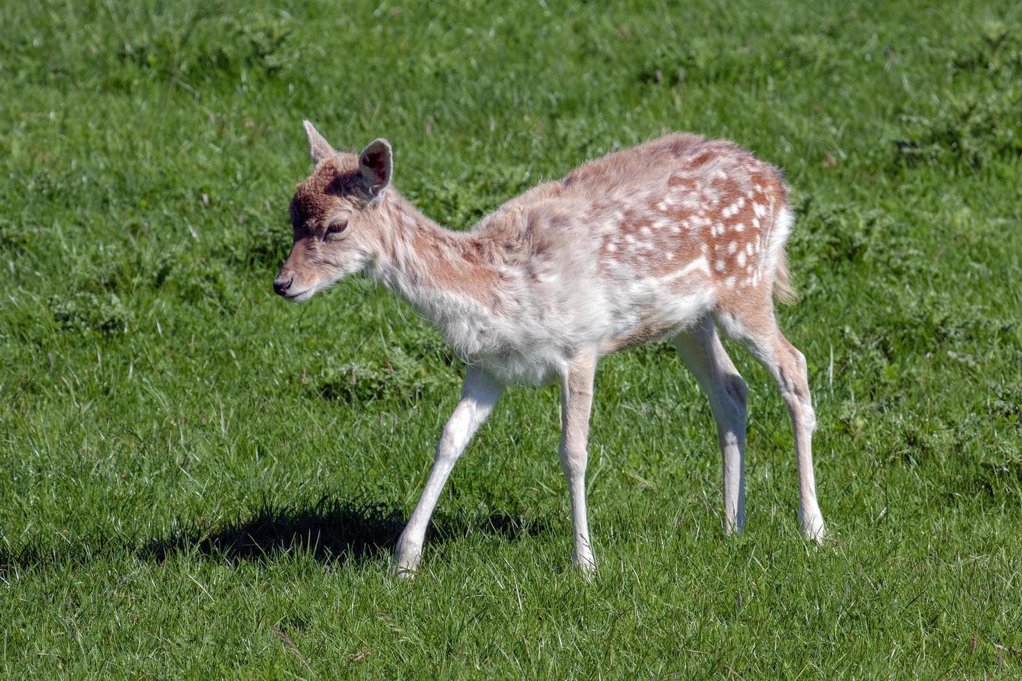 primo piano di un bambino daino foto