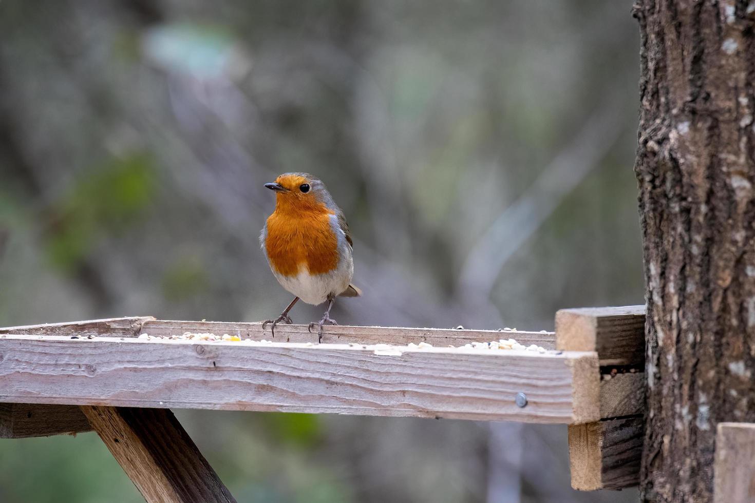 primo piano di un pettirosso di allerta in piedi su un tavolo di legno foto