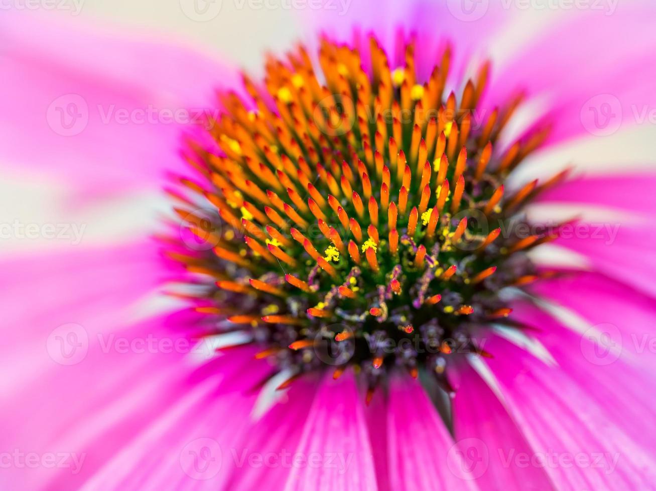 ripresa a macroistruzione di una testa di fiore rosa echinacea foto