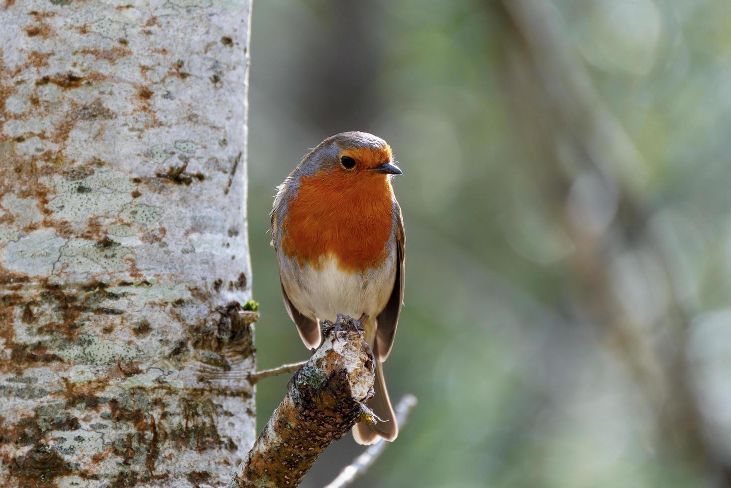 pettirosso in cerca di allerta appollaiato su un albero in una fredda giornata primaverile foto