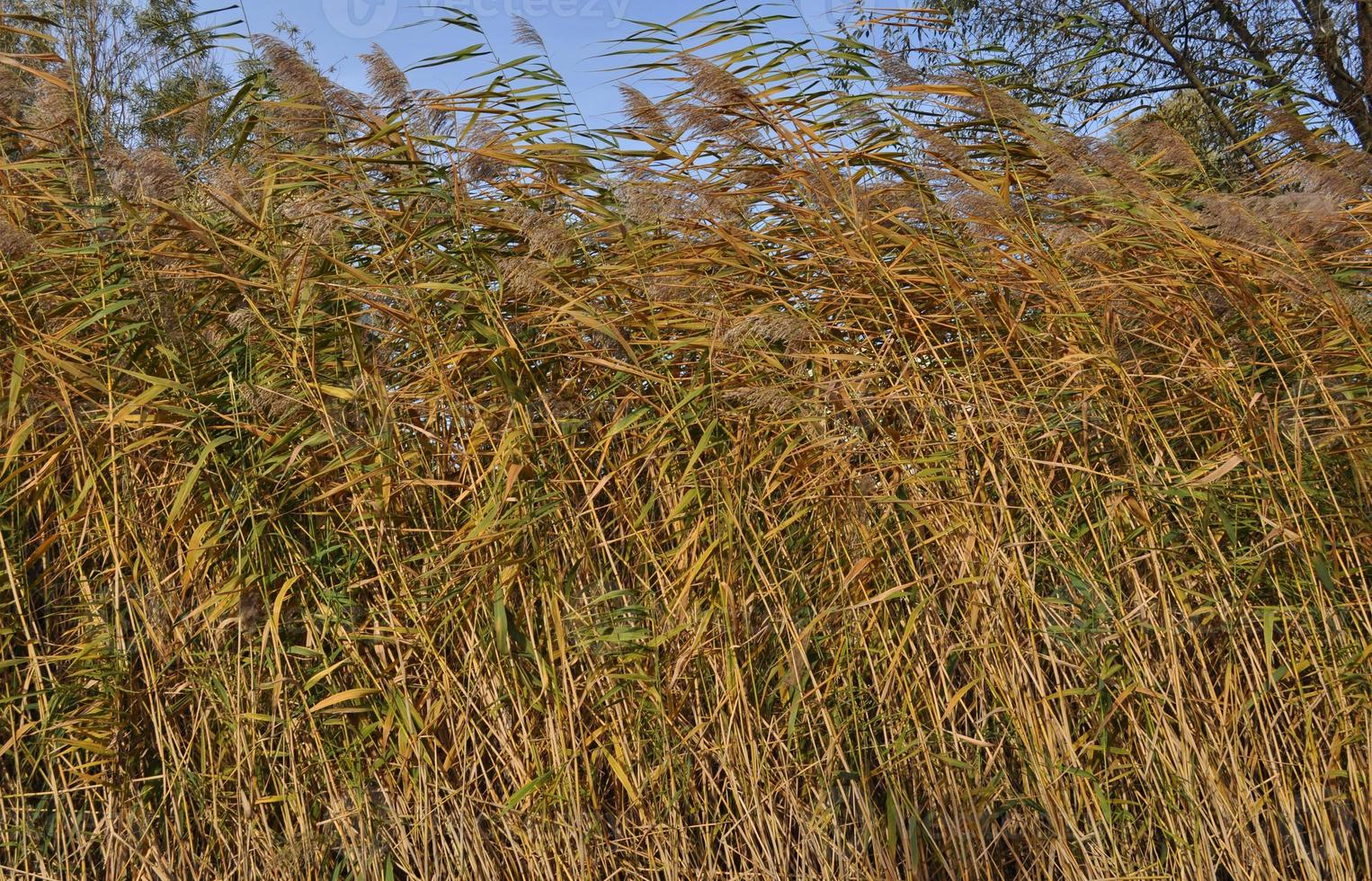 piante di bambù - plantae angiosperme monocotiledoni commelinidi poales foto