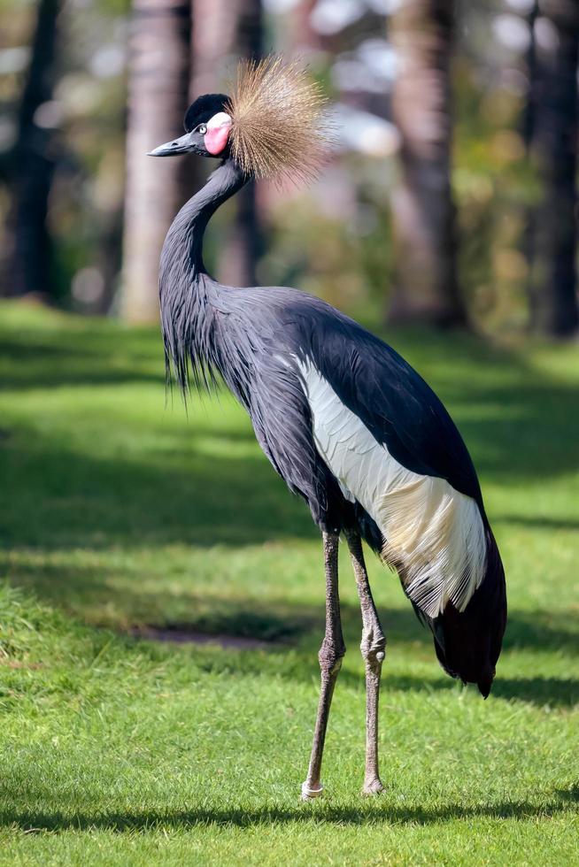 gru coronata nera foto