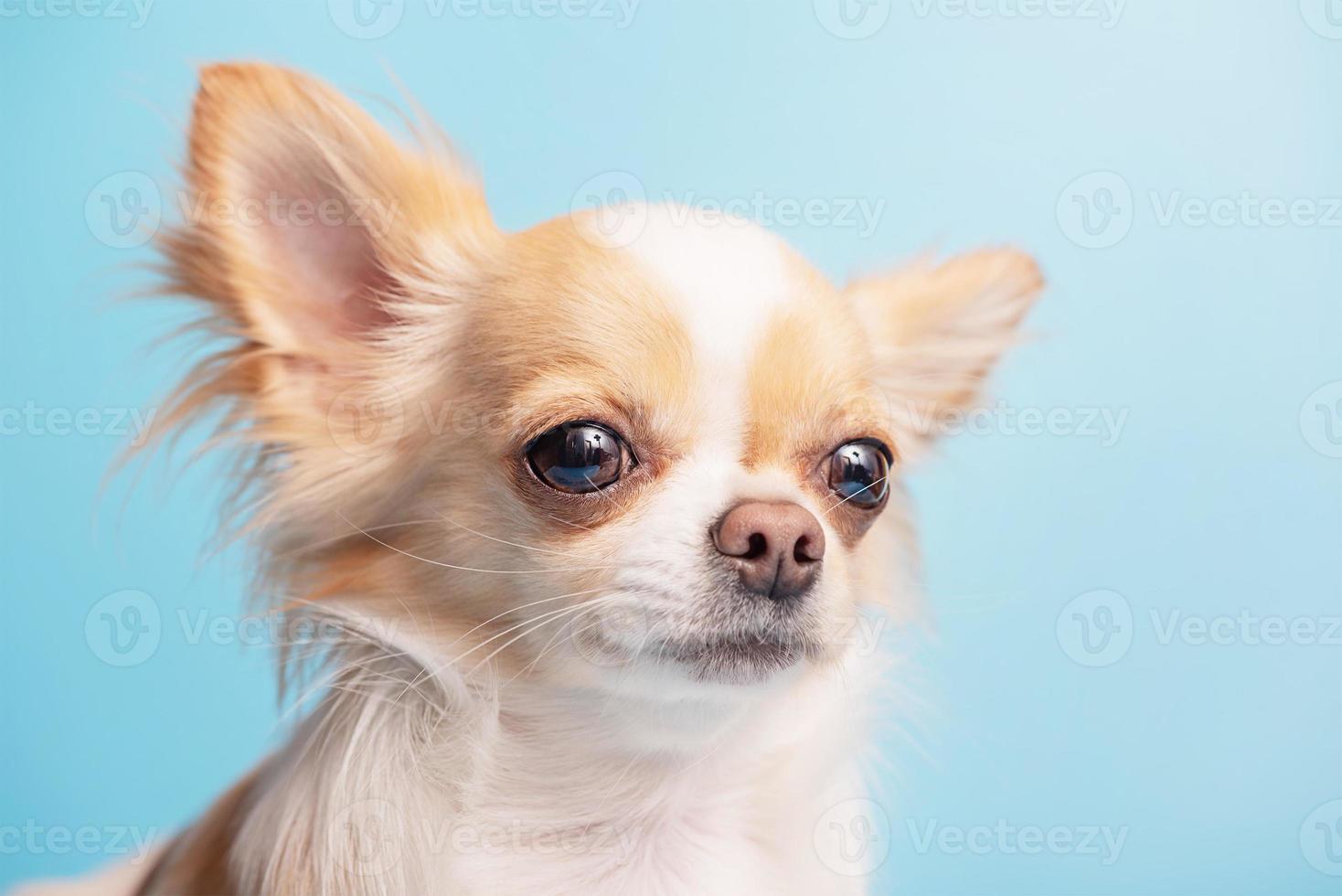 bianco con macchie rosse cane di razza chihuahua su sfondo blu. ritratto di un cane. foto