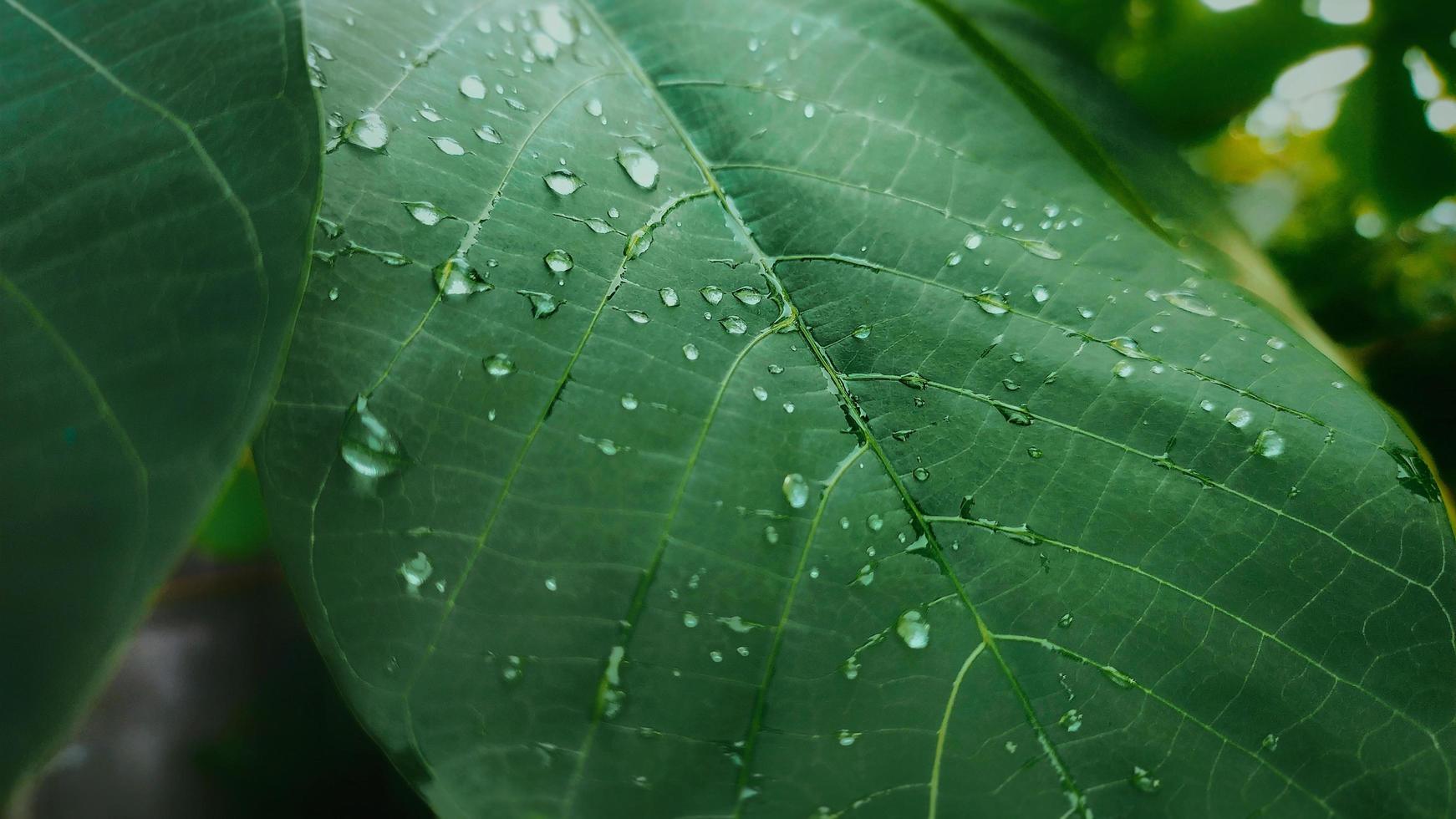ritratto di pianta di manioca con fotocamera per smartphone, che mostra la stagione delle piogge ai tropici, la cuticola sulle foglie e le gocce d'acqua sulle foglie. foto