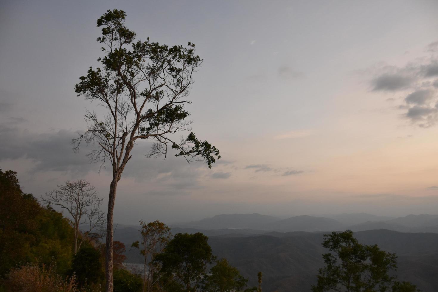 alberi secchi su uno sfondo di montagna al mattino del giorno. foto