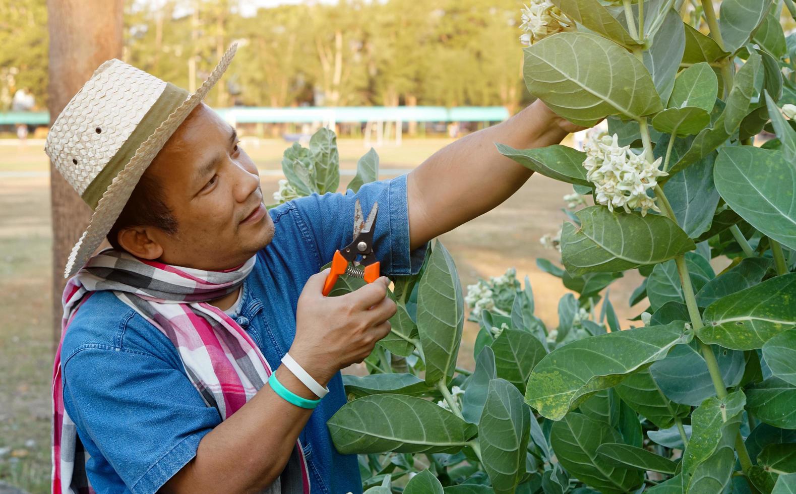 l'uomo asiatico di mezza età sta usando le cesoie da potatura per tagliare e prendersi cura del cespuglio e dell'albero di ficus nella sua zona di origine, messa a fuoco morbida e selettiva, concetto di attività per il tempo libero. foto