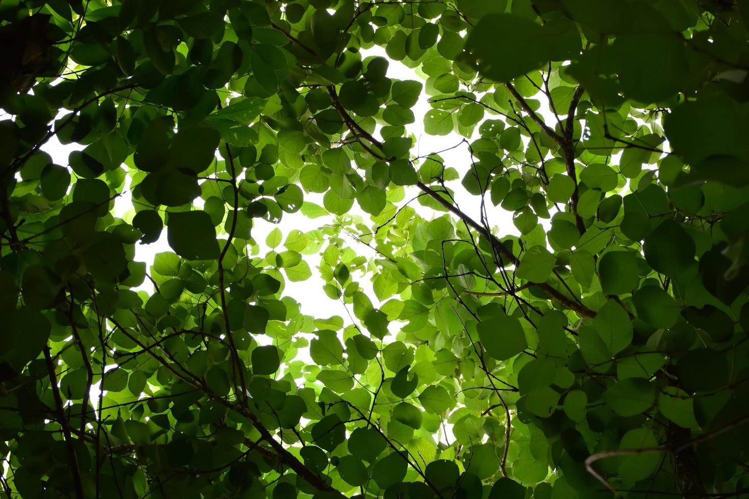 foglie naturali rami e alberi sullo sfondo. foto