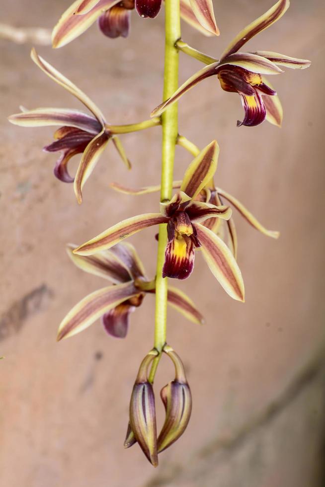 cymbidium aloifolium con la distribuzione delle specie nel sud-est asiatico. l'orchidea epifita è più appollaiata sugli alberi. foto