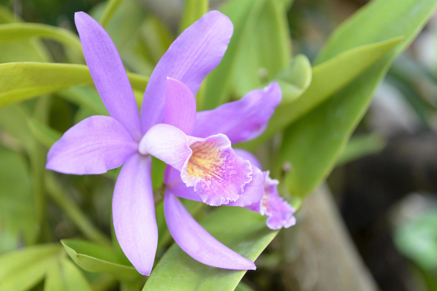 cattleya è un genere di 113 specie di orchidee dalla costa rica e dalle antille meridionali all'argentina. foto