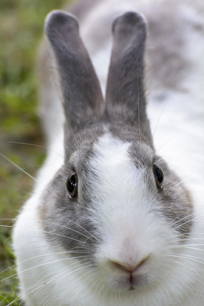 i conigli sono piccoli mammiferi. bunny è un nome colloquiale per un coniglio. foto