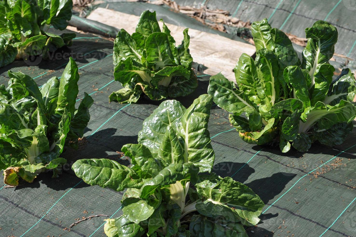 cibo per verdure di barbabietola d'argento foto