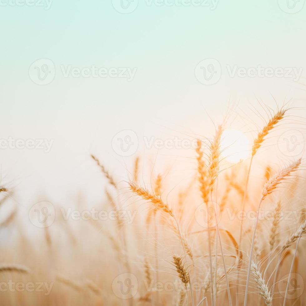 campo di grano dorato con sfondo tramonto. foto