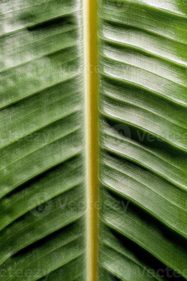 texture foglia verde con linee, sfondo naturale foto