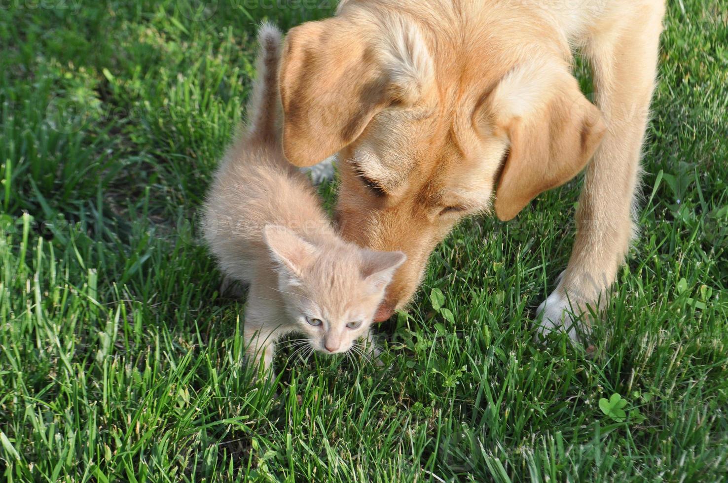 gatto soriano domestico arancione e cane labrador foto