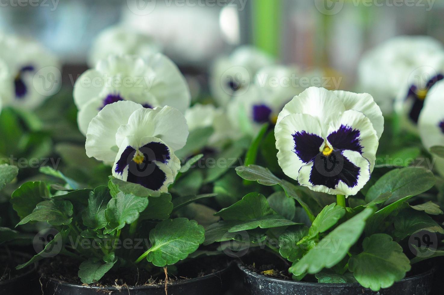 viola del pensiero del fiore foto