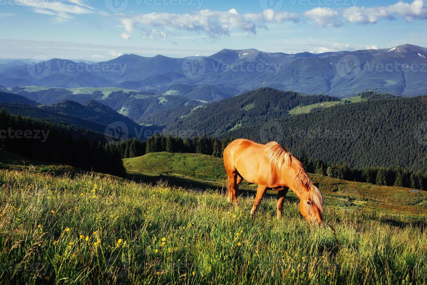 cavalli sul prato in montagna. carpazi, ucraina, europa foto