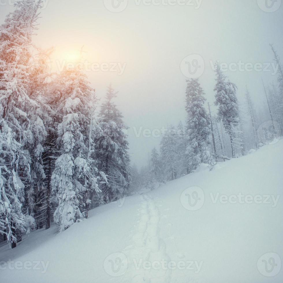 la strada invernale. mondo della bellezza. carpazi, ucraina, europa. foto