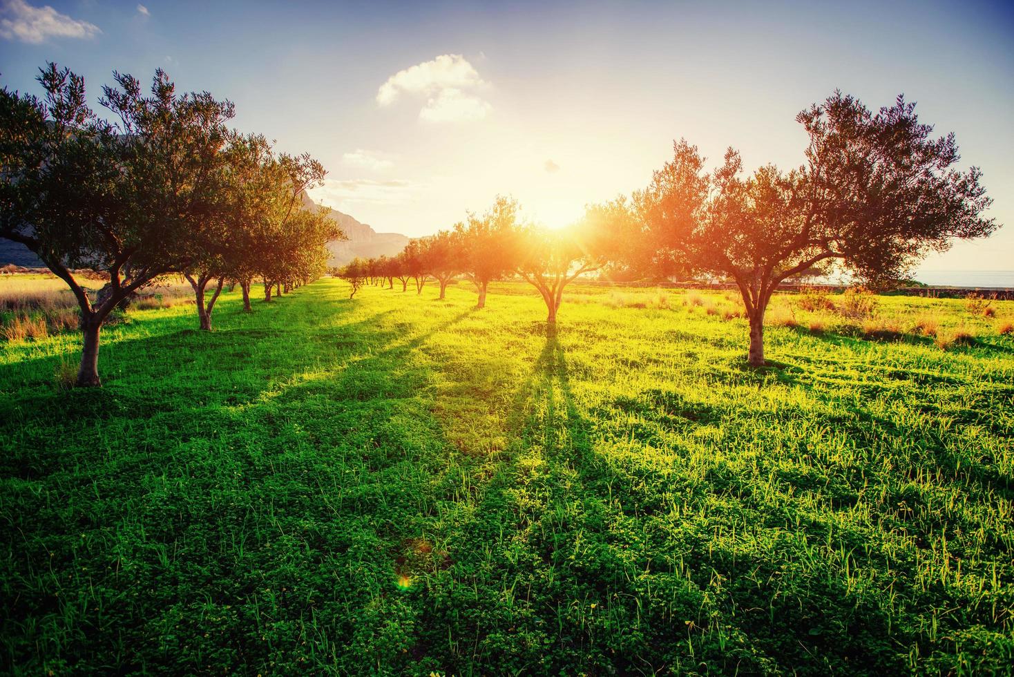 ombra dell'albero con il tramonto foto