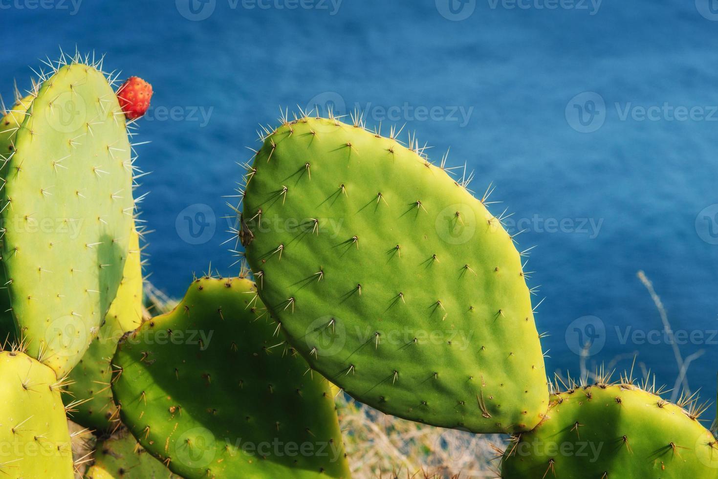 grande bellissimo cactus sullo sfondo del mare. foto