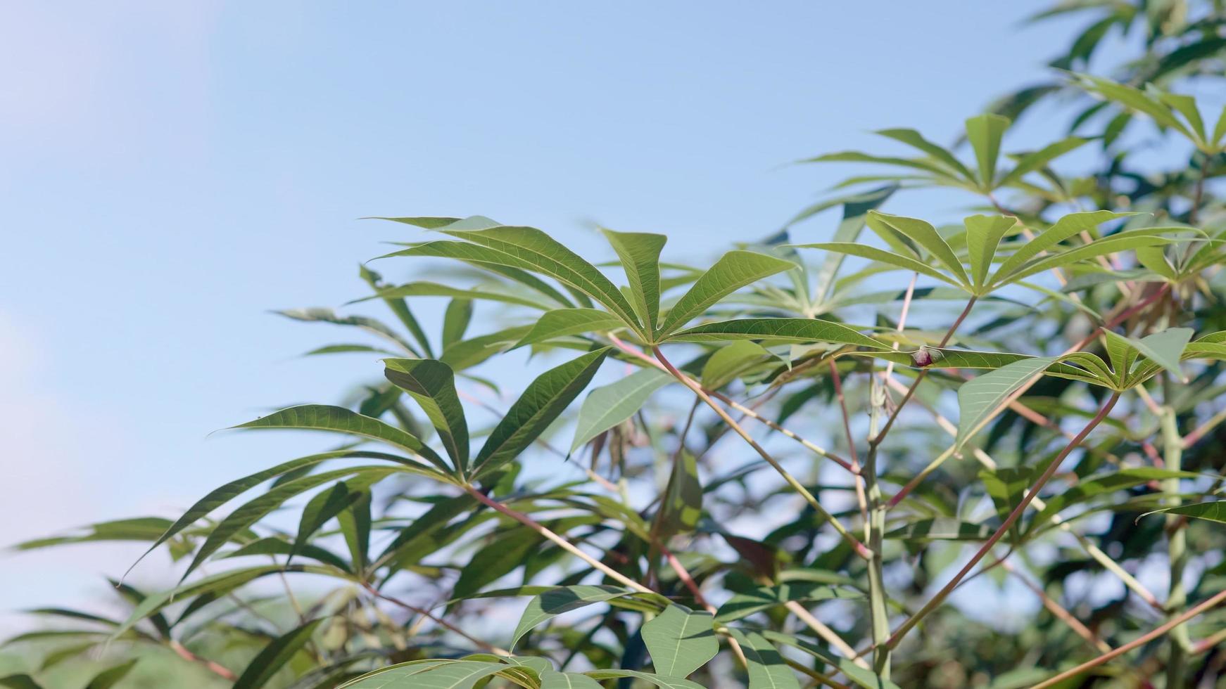 pianta vegetale di manioca foglie verdi vibranti. avvicinamento foto