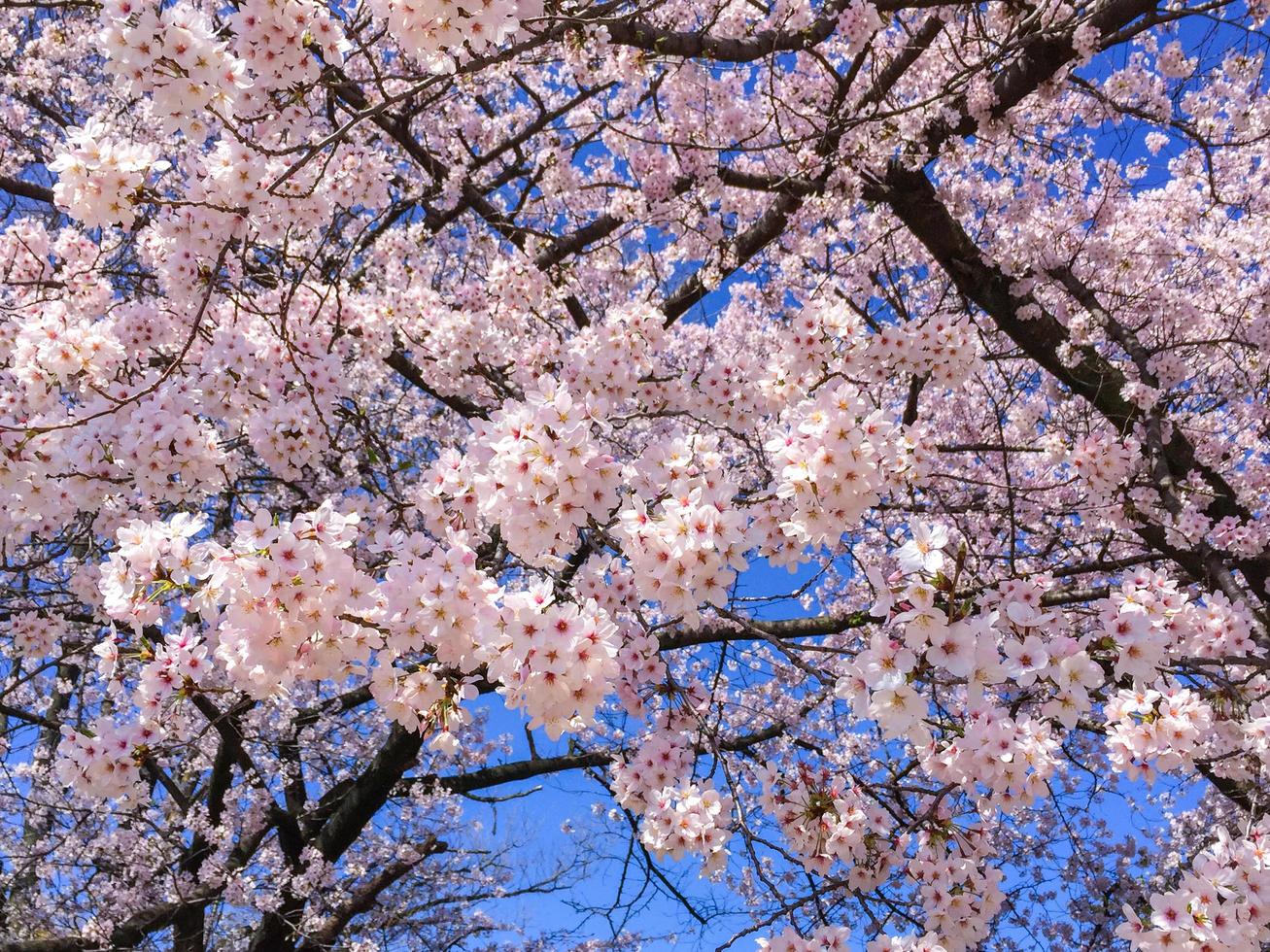 bellissimi fiori di ciliegio o sakura in Giappone durante la stagione primaverile foto