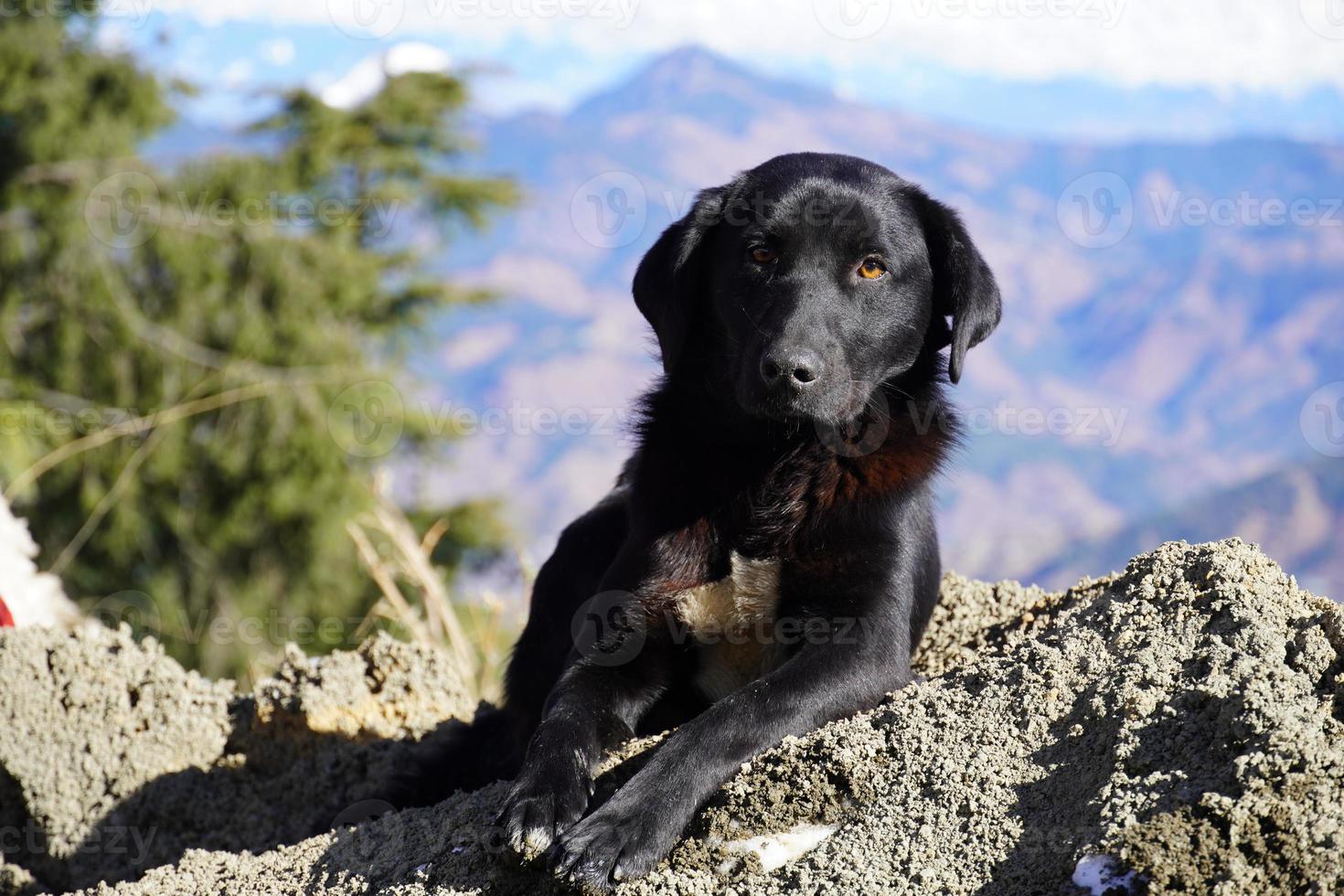 un simpatico dog sitter immagine dentro foto