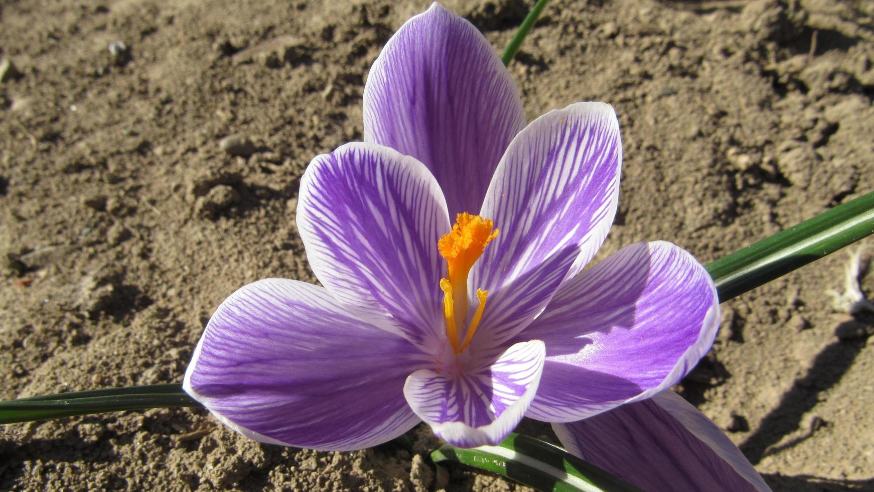 fiore di croco primaverile. fiore di croco viola foto