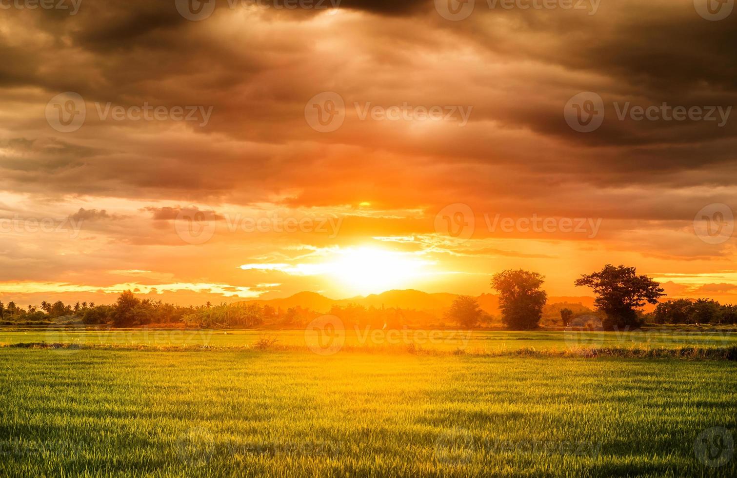 campo di riso bellissimo naturale foto