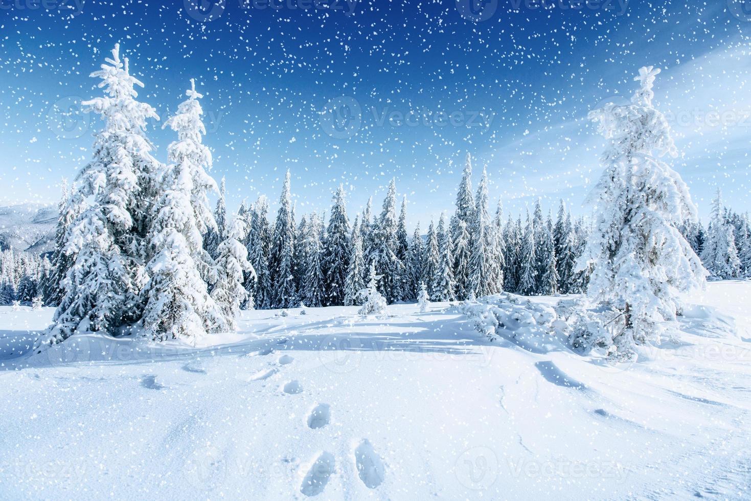 fantastico paesaggio invernale e sentieri battuti che portano nel foto