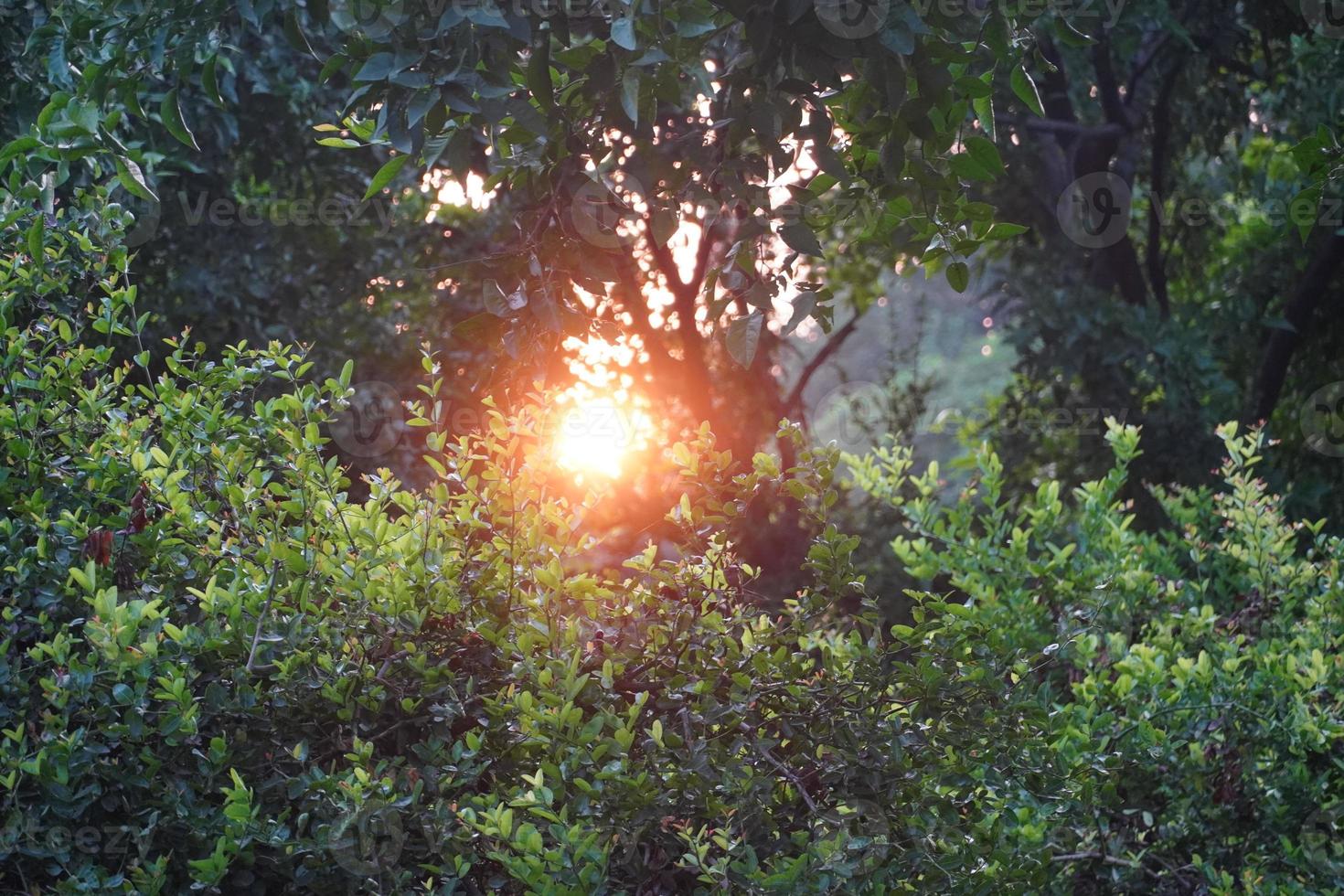 sole di sera nell'immagine hd del parco foto