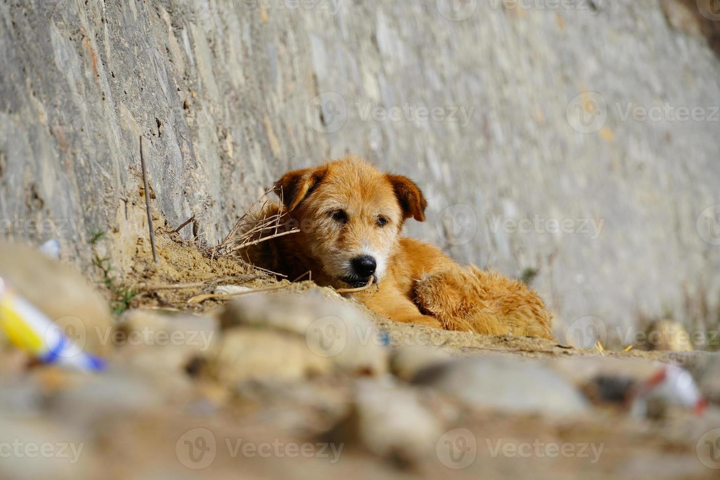 un simpatico cane seduto sull'immagine della strada foto