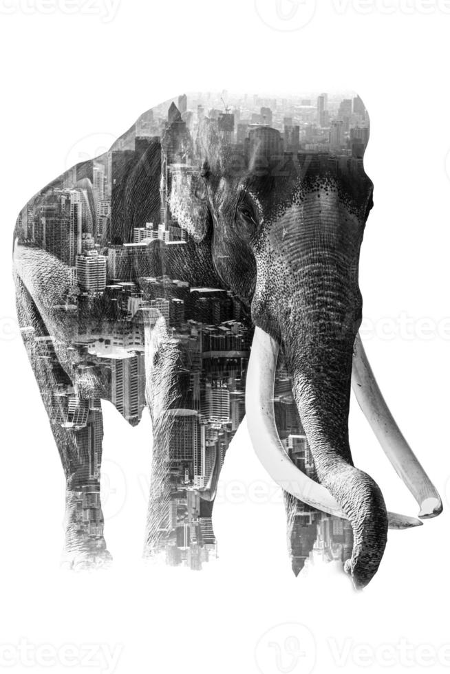 doppia esposizione effetto elefante con elefante e città da utilizzare per problemi elefanti nomadi per il cibo, elefanti che mendicano, elefanti senza foresta. persecutore di elefanti foto