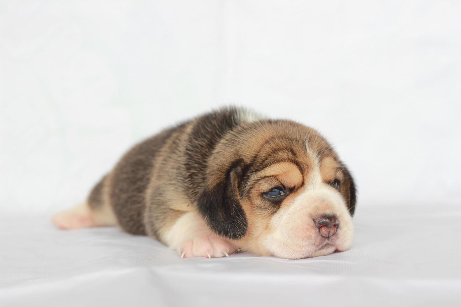 adorabile beagle su schermo bianco. i beagle sono usati in una serie di procedure di ricerca. l'aspetto generale del beagle ricorda un foxhound in miniatura. i beagle hanno un naso eccellente. foto