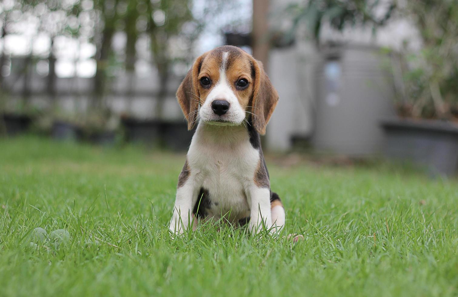 adorabile beagle in una mattina d'estate. i beagle sono usati in una serie di procedure di ricerca. l'aspetto generale del beagle ricorda un foxhound in miniatura. i beagle hanno un naso eccellente. foto