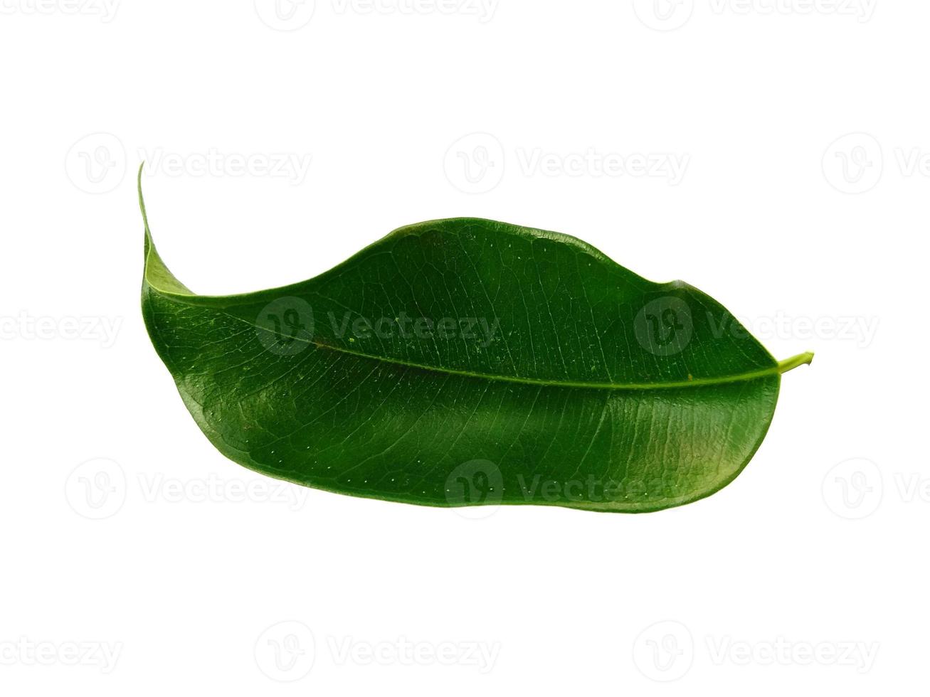 foglie di baniano isolati su sfondo bianco foto