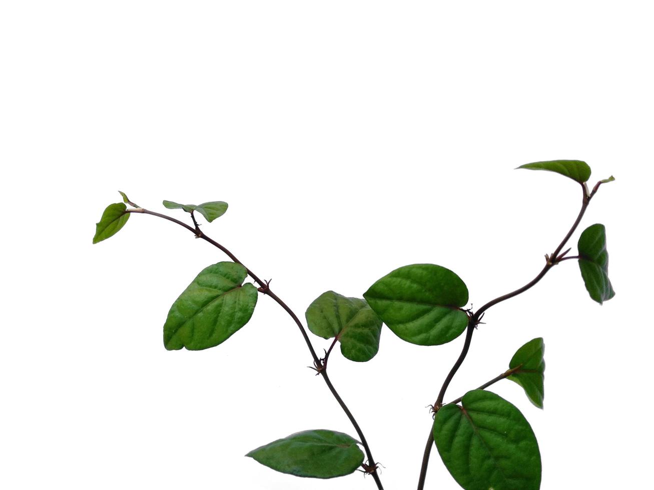 foglie di piper retrofractum o foglia di peperoncino java su sfondo bianco foto