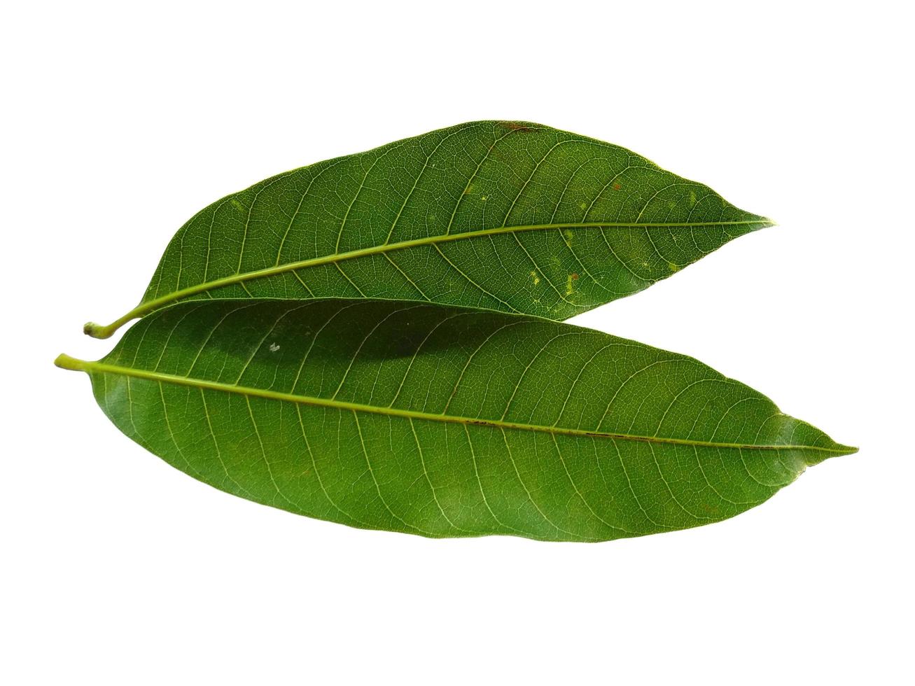 mangifera indica o foglia verde mango su sfondo bianco foto