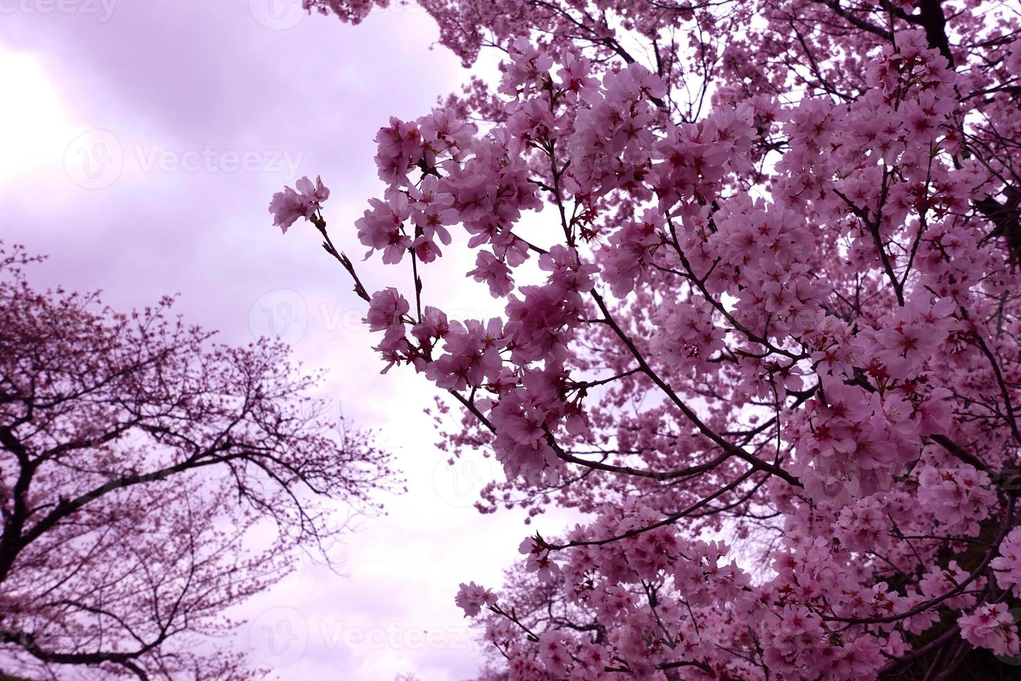 alberi di ciliegio rosa. foto