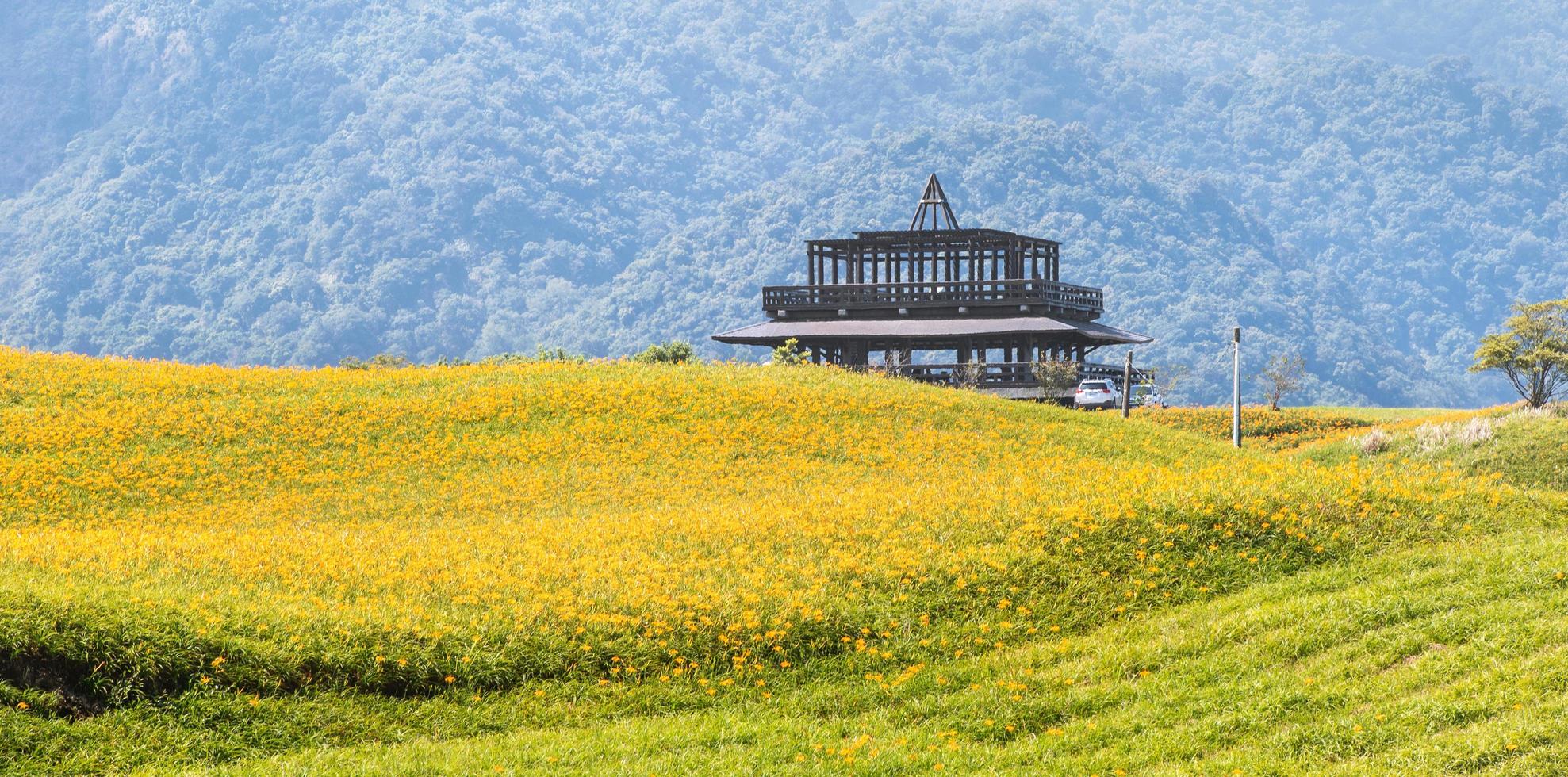 bella fattoria di fiori di giglio arancione su sessanta montagne rocciose montagna liushidan con cielo blu e nuvole, fuli, hualien, taiwan, primo piano, copia spazio foto