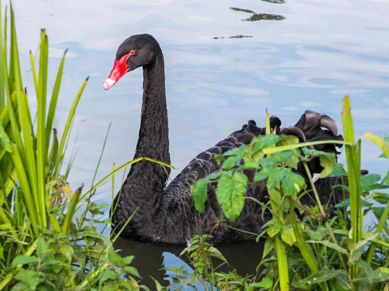 cigno nero in riva al mare foto