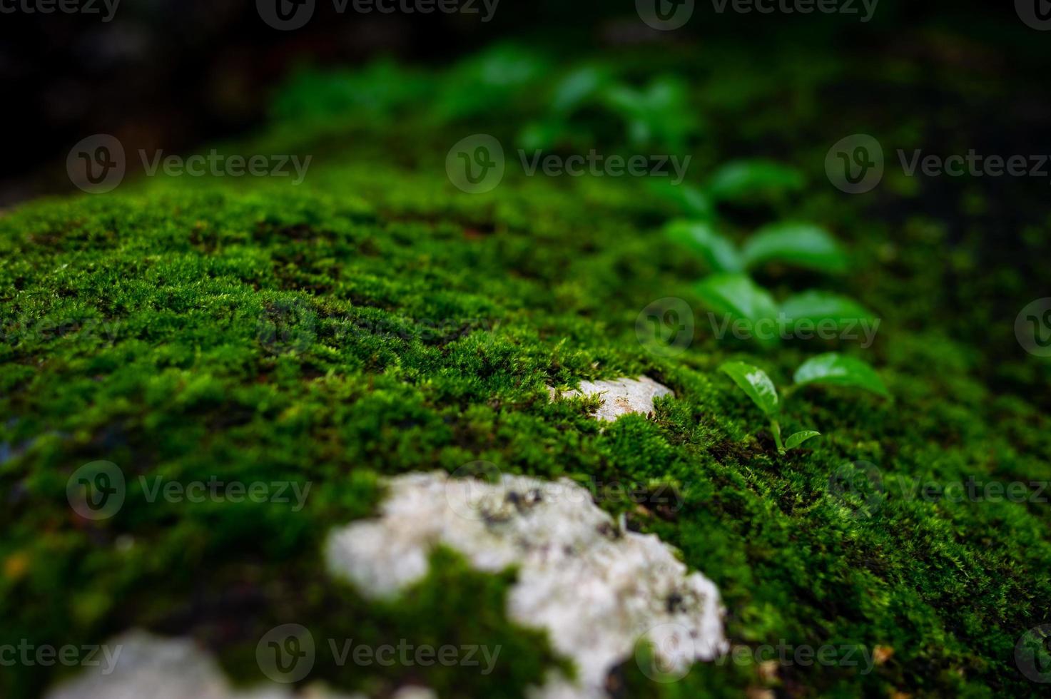 l'acqua del krai krai sale nella roccia nella foresta pluviale e ha una segheria verde. foto