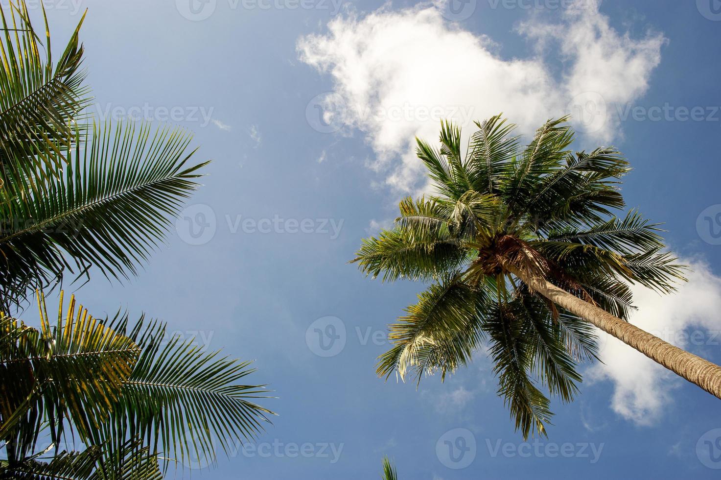 le palme da cocco e il cielo hanno delle belle nuvole. foto